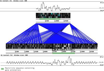 The Complete Mitochondrial DNA of Trypanosoma cruzi: Maxicircles and Minicircles